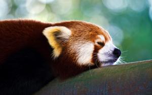 Snooze red panda wallpaper thumb
