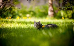 Prrety Kitten In The Grass wallpaper thumb