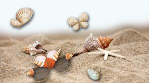 Sea Shells By The Sea wallpaper thumb