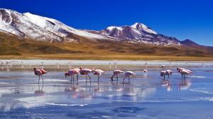 Snow, mountains, lake, birds, flamingos wallpaper thumb