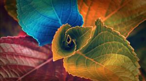 Leaves, Macro, Colorful wallpaper thumb