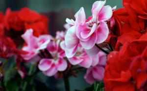 Pink Red Flowers HD wallpaper thumb