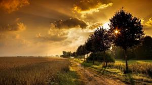 Sunset Through Trees By Wheat Fields wallpaper thumb
