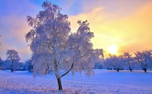 Winter snow trees, frost, sky, sun, mist wallpaper thumb