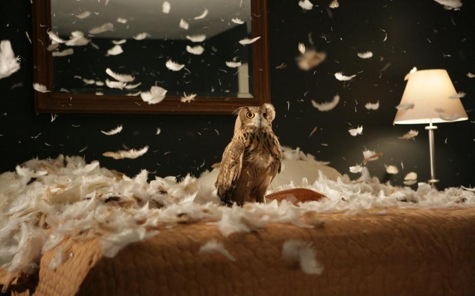 Owl, bird, predator, bedding, feathers wallpaper,bird HD wallpaper,predator HD wallpaper,bedding HD wallpaper,feathers HD wallpaper,1920x1200 wallpaper