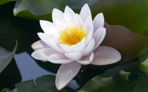 White Lotus wallpaper thumb