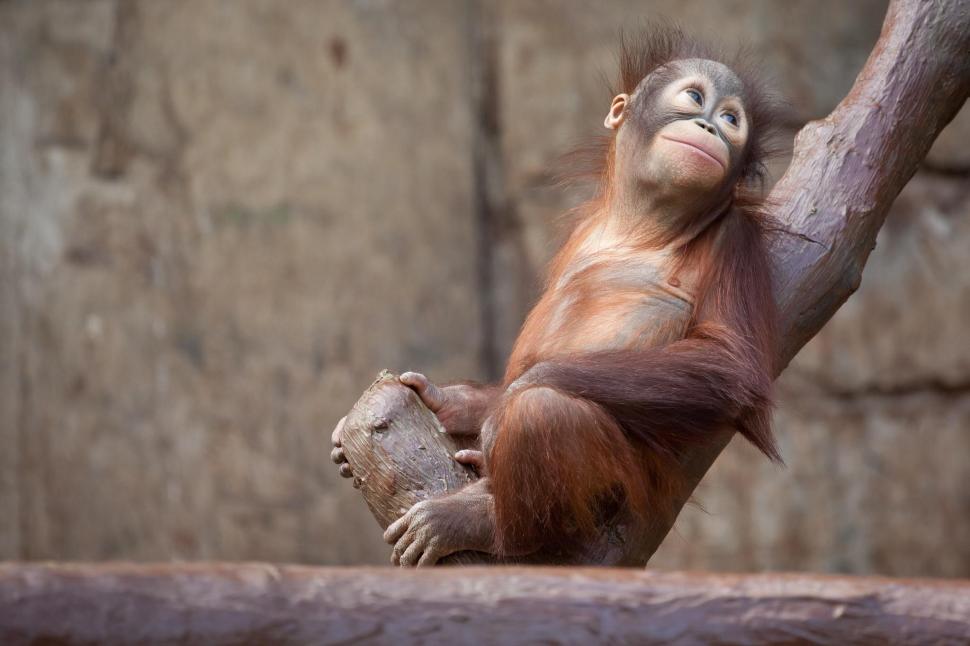 Orangutan, monkey, tree wallpaper,orangutan HD wallpaper,monkey HD wallpaper,tree HD wallpaper,2048x1365 wallpaper