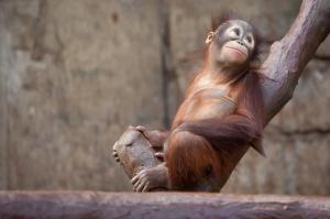 orangutan, monkey, tree wallpaper thumb