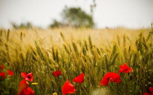 Fields Flowers Poppy Grass Macro Close Background Pictures wallpaper thumb
