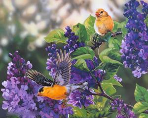 free birds art flowers painting HD wallpaper thumb