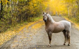 *** Autumn park and horse *** wallpaper thumb