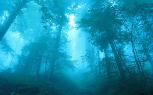 Blue forest, fog, trees, dawn wallpaper thumb