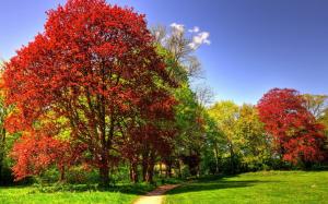 Park, trees, grass, sunny, autumn wallpaper thumb