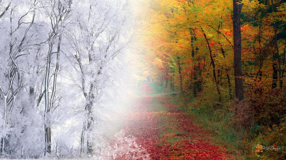 From Fall To Winter wallpaper,trail HD wallpaper,seasons HD wallpaper,path HD wallpaper,thanksgiving HD wallpaper,fall HD wallpaper,leaves HD wallpaper,lane HD wallpaper,cold HD wallpaper,trees HD wallpaper,snowing HD wallpaper,road HD wallpaper,snow HD wallpaper,collage HD wallpaper,1920x1080 wallpaper