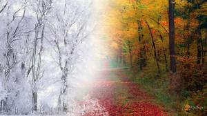 From Fall To Winter wallpaper thumb