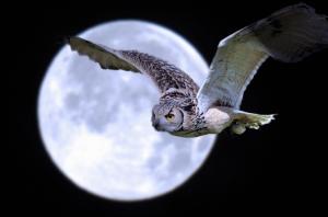 *** Owl Of The Full Moon *** wallpaper thumb