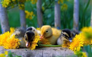 Cute little duck with yellow daisy wallpaper thumb