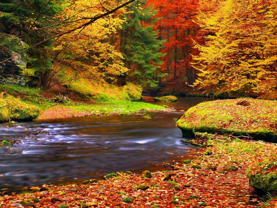 Autumn Forest Trees Leaves River Wallpaper Nature And Landscape