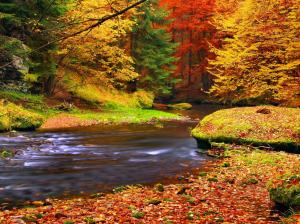 Autumn, forest, trees, leaves, river wallpaper thumb