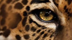 Eye Leopard Macro Power Line HD wallpaper thumb