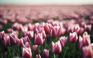 Purple flowers, tulip field, bokeh wallpaper thumb