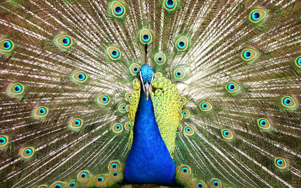 Peacock beautiful Bird blue feathers irridescence HD wallpaper,animals HD wallpaper,blue HD wallpaper,beautiful HD wallpaper,bird HD wallpaper,birds HD wallpaper,feathers HD wallpaper,irridescence HD wallpaper,2560x1600 wallpaper