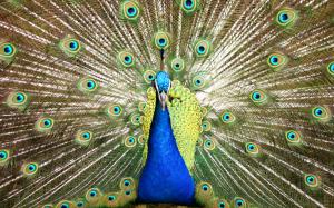 peacock beautiful Bird blue feathers irridescence HD wallpaper thumb