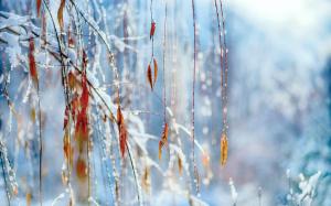 Winter, snow, twigs, foliage wallpaper thumb