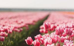 Pink Tulips Field wallpaper thumb
