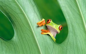 Frog close-up on the green leaves wallpaper thumb