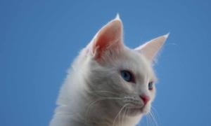 Perfect White Cat With Clear Blue Eyes wallpaper thumb