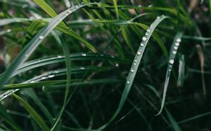 Grass Water Drops Macro Green HD wallpaper thumb