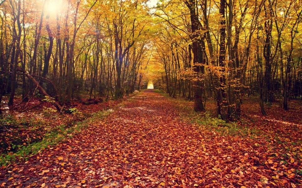Autumn forest, trees, yellow leaves ground, path wallpaper,Autumn HD wallpaper,Forest HD wallpaper,Trees HD wallpaper,Yellow HD wallpaper,Leaves HD wallpaper,Ground HD wallpaper,Path HD wallpaper,2560x1600 wallpaper