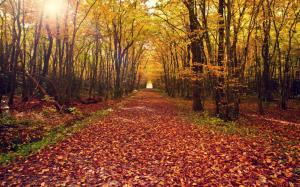 Autumn forest, trees, yellow leaves ground, path wallpaper thumb