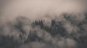 Mist, Monochrome, Forest, Nature wallpaper thumb