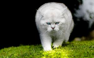 White cat, walking, grass wallpaper thumb