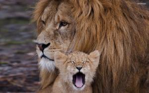 Lion with cub wallpaper thumb