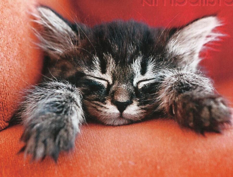 A Tabby Kitten Sleeping wallpaper,kitten HD wallpaper,sleeping HD wallpaper,cute HD wallpaper,napping HD wallpaper,feline HD wallpaper,animals HD wallpaper,1952x1486 wallpaper