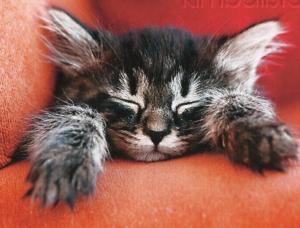 A Tabby Kitten Sleeping wallpaper thumb