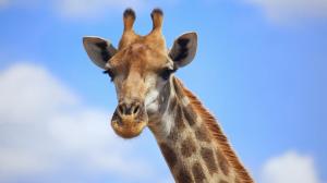 Giraffe, Animals, Blue Sky, Head, Mouth, Photography wallpaper thumb