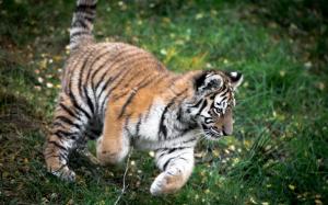 Tiger Cub Grass HD wallpaper thumb