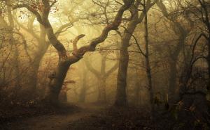 Mist, Landscape, Morning, Nature, Forest, Path, Leaves, Trees, Fall, Sunlight wallpaper thumb