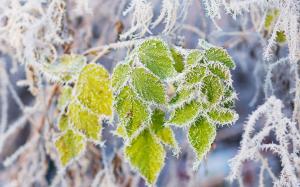 Green leaves, rime, snow, branch, frost wallpaper thumb