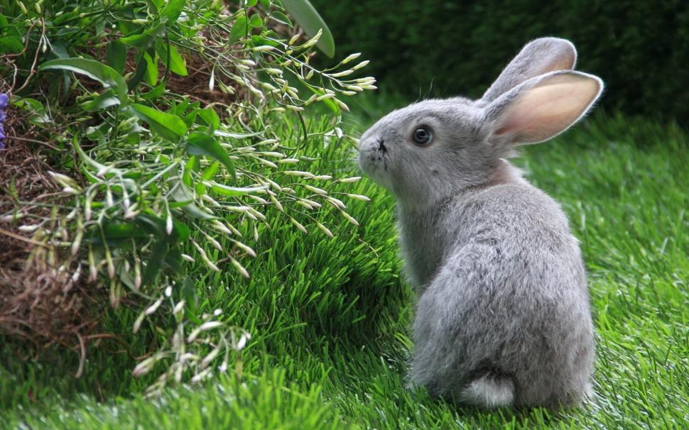 Rabbit Bunny HD wallpaper,animals HD wallpaper,rabbit HD wallpaper,bunny HD wallpaper,1920x1200 wallpaper