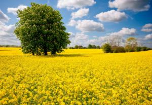 Yellow field with tree wallpaper thumb
