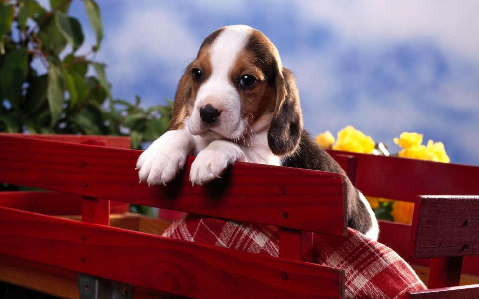 Beagle Puppy wallpaper,puppy HD wallpaper,beagle HD wallpaper,cute animals HD wallpaper,1920x1200 wallpaper
