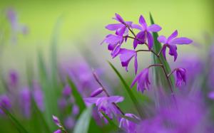 Purple bletilla flowers, blurred background wallpaper thumb