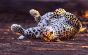 Leopard plays wallpaper thumb