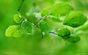 Green theme background, drops of water on the leaves wallpaper thumb