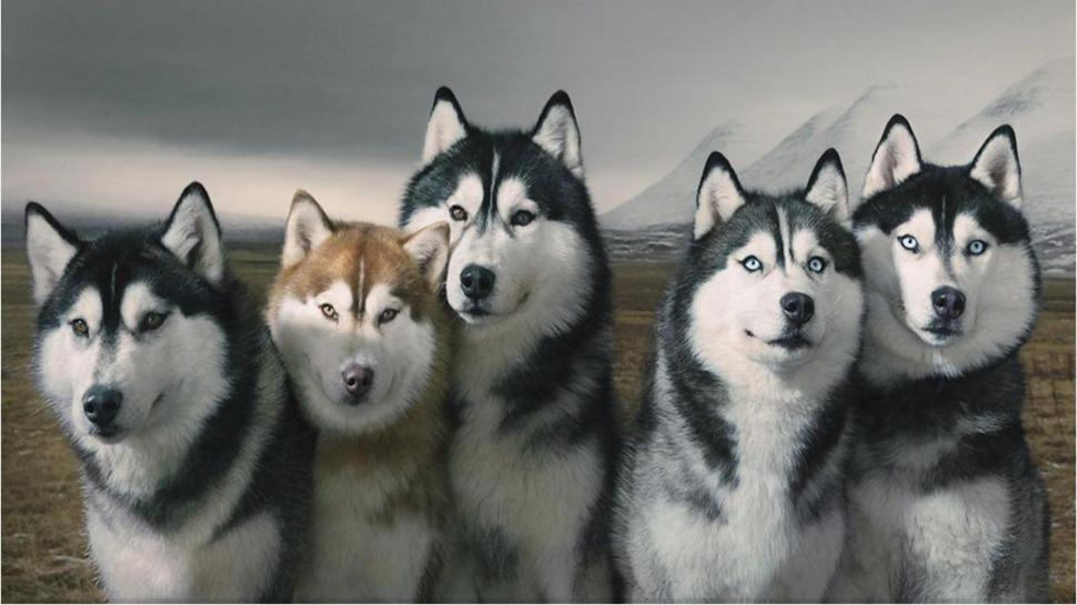 Pack Of Siberian Huskies wallpaper,pack HD wallpaper,wolves HD wallpaper,dogs HD wallpaper,siberian huskies HD wallpaper,animals HD wallpaper,1920x1080 wallpaper